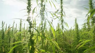 慢镜头光晕:郁郁葱葱的绿色大麻种植园在微风中摇曳视频素材模板下载