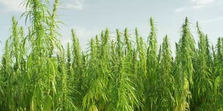 绿色药用大麻植物生长在大麻种植园用于保健