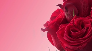 粉红背景的红玫瑰视频素材模板下载