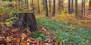 森林在秋天