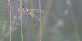 蜻蜓早晨在草地上对着镜头摆姿势