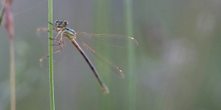蜻蜓早晨在草地上对着镜头摆姿势