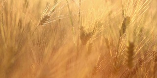 神奇的金色阳光照耀着麦田。麦田在金色的阳光下摇摆。原创高质量的视频。