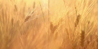 神奇的金色阳光照耀着麦田。麦田在金色的阳光下摇摆。原创高质量的视频。