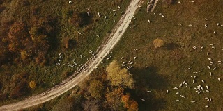 秋天草地上的绵羊，德国