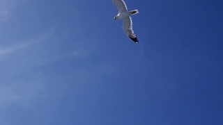 海鸥在慢镜头中飞翔视频素材模板下载