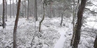 巴伐利亚森林降雪