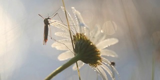 大蚊子早上用水珠沾洋甘菊