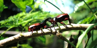 犀牛甲虫在一根树枝上打斗4k视频。