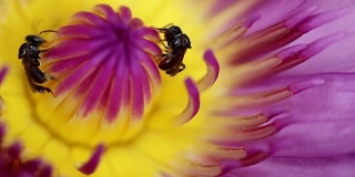 Two bees foraging nectar from lotus flower