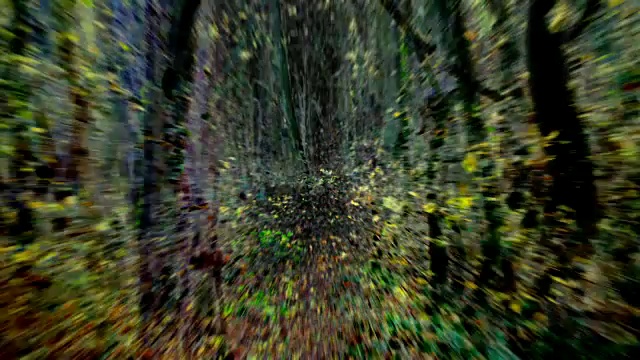 非凡的漫步:穿过落叶森林的小路，秋天-艺术，宁静(循环)