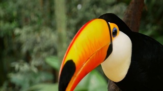 巴西的巨嘴鸟视频素材模板下载