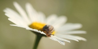 小蜗牛在洋甘菊花上柔软的焦点