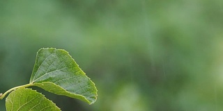 湿绿的菩提树叶子上沾着雨滴，在下雨