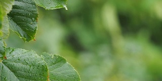 湿绿的菩提树叶子上沾着雨滴，在下雨