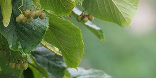 湿绿的菩提树叶子上沾着雨滴，在下雨