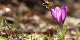 春天在番红花上飞来飞去的蜜蜂