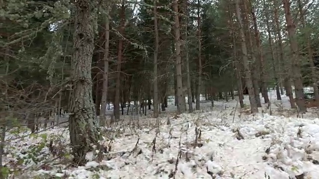 冬天森林里美丽的一天。移动相机。走在冬天的雪地里