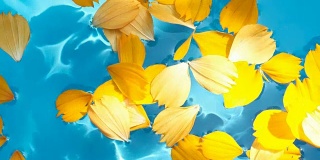 美丽的花瓣漂浮在清澈的水中
