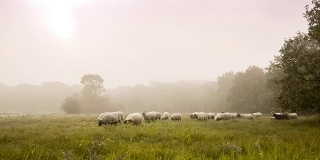 在荷兰的一个大雾天，羊群里聚集着许多羊
