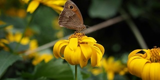 棕色蝴蝶正在从黄花中吸食花蜜