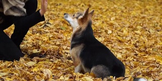 威尔士柯基犬彭布罗克执行“给五”命令。一只狗和女主人在美丽的秋天森林里散步。