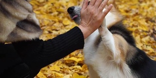 威尔士柯基犬彭布罗克执行“给五”命令。一只狗和女主人在美丽的秋天森林里散步。