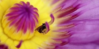单蜜蜂采食荷花和睡莲