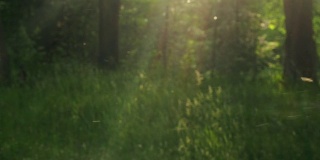 森林里，白色的绒毛在草地上打旋。视频自然背景