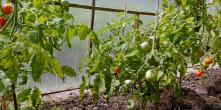 在温室里种植的番茄