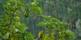 雨点落在鳄梨树上