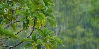 雨点落在鳄梨树上