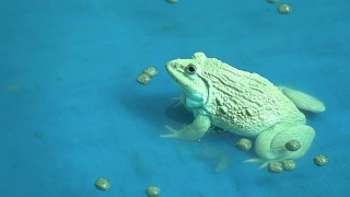 青蛙吃食物的动作很慢视频素材模板下载