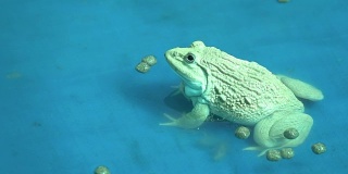 青蛙吃食物的动作很慢