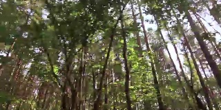 从森林的底部看到树的顶部