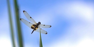 蜻蜓在草和模糊的天空或蔚蓝的天空和美丽的云。