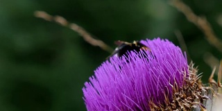 蜜蜂在紫蓟花上采集花蜜，4k