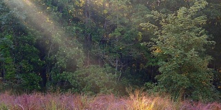 在一个有雾的秋天早晨，阳光透过树木照射下来