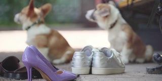 小狗威尔士柯基在时尚拍摄的背景鞋女孩模特。mimimi风格。小狗的耳朵还没竖起来。年的狗。中国历法的年号。圣诞快乐，恭贺新禧。低角度的观点