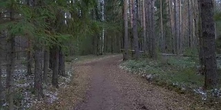 松树林里的肮脏小道