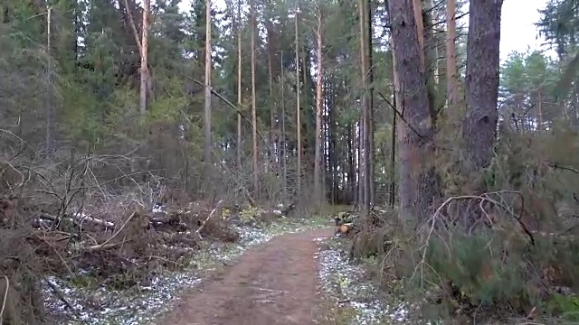 松树林砍伐森林的录像