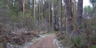 松树林砍伐森林的录像