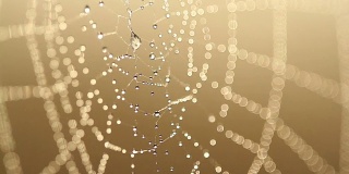 清晨，水滴在蜘蛛网上。在有雾的清晨，蜘蛛网上的露珠