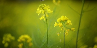 蜜蜂从芥菜花蜜中采集花蜜的慢动作。