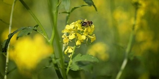 蜜蜂从芥菜花蜜中采集花蜜的慢动作。