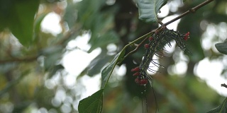 蝴蝶虫在树枝上休息