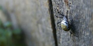 大黄蜂蜘蛛在木板上