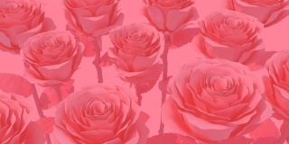 盛开的红玫瑰柔和的颜色