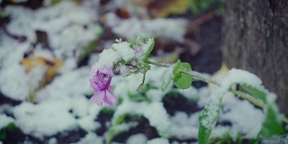 鲜花在强风和大雪中的特写