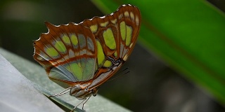 叶子上有绿色和棕色的热带蝴蝶
